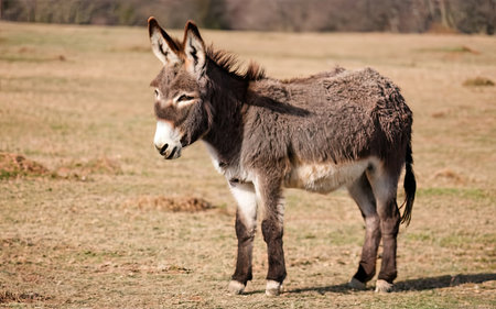 Donkey in a meadow, looking at the camera and smilingの素材