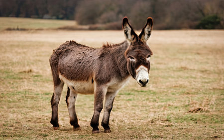 Donkey on a meadow in the countryside, looking at cameraの素材