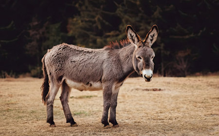 Donkey in the field. Wild animal in the nature. Beautiful donkey.の素材