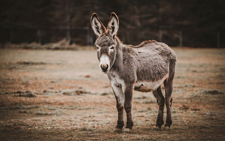 Donkey in the paddock on a cold autumn day. Animal portrait.の素材