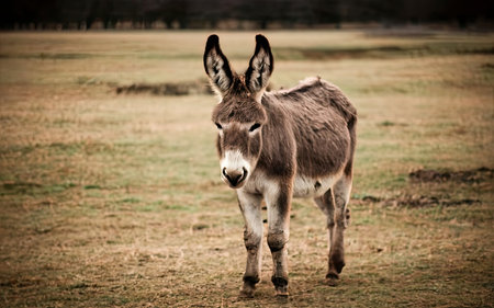 Donkey in a field in the countryside. Animal in nature.の素材