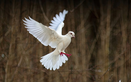White Pigeon flying in the air with a red beakの素材