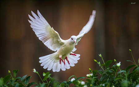 White doves flying in the air with blurred background, close upの素材