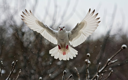Pigeon in flight with snow in the background. Winter.の素材