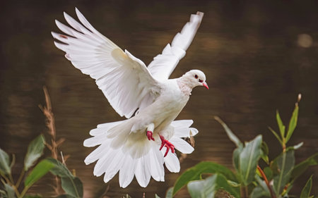Pigeon flying in the air with its wings outspread.の素材
