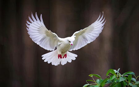White Pigeon flying in the air with a blurred background.の素材
