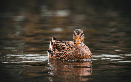 Female mallard duck (Anas platyrhynchos) swimming in a lakeの素材