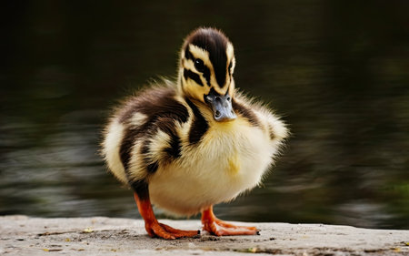duckling standing on the bank of the lake in the summerの素材