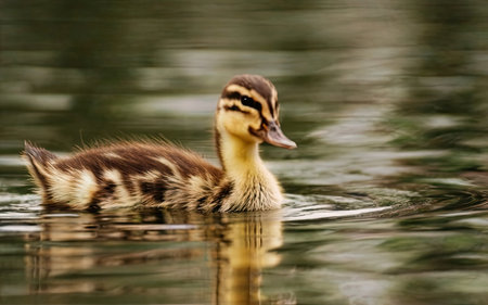 Little duckling swimming in the lake. Close-up photo.の素材