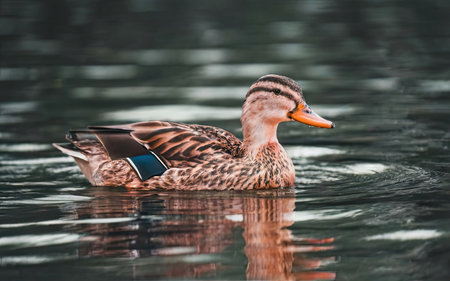 Mallard duck swimming in the lake, closeup of photoの素材