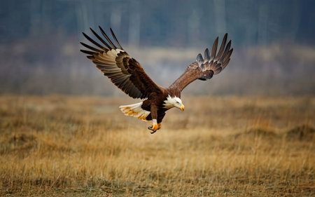 Bald Eagle (Haliaeetus leucocephalus)の素材