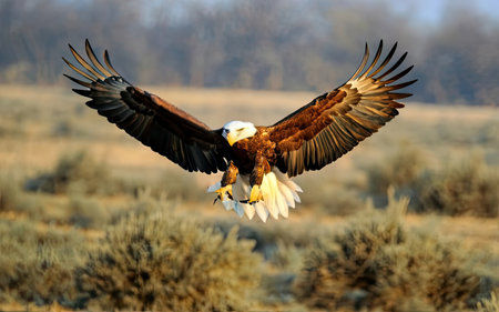 Adult Bald Eagle (Haliaeetus leucocephalus) in flight.の素材