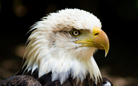 Bald Eagle, American eagle (Haliaeetus leucocephalus)の素材