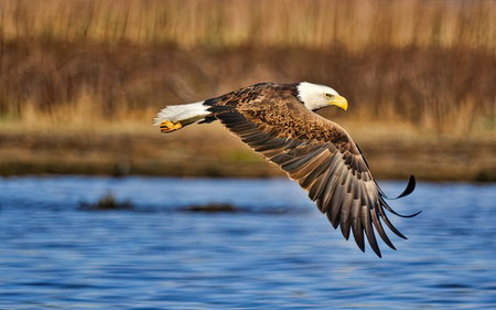 Bald Eagle (Haliaeetus leucocephalus) in flightの素材