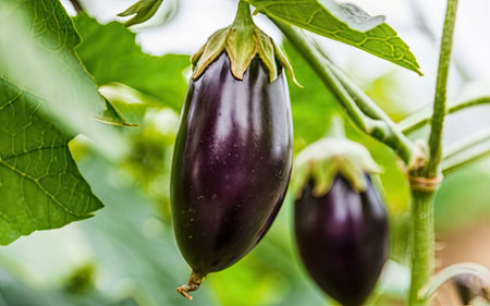 Purple eggplant growing on the plant in the vegetable garden.の素材