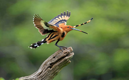 Eurasian Hoopoe, Upupa epops, single bird on branch, Brazilの素材