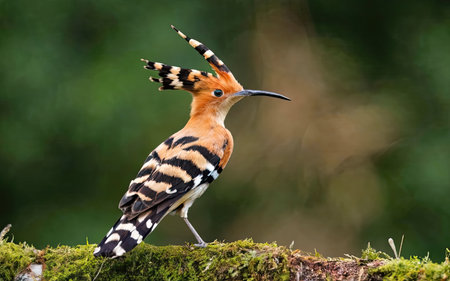 Eurasian Hoopoe (Upupa epops) in natureの素材