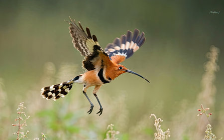 Eurasian Hoopoe (Upupa epops) in flight.の素材