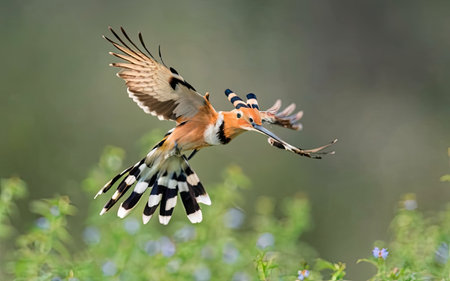 Eurasian Hoopoe (Upupa epops) in flightの素材