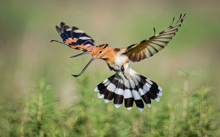 Eurasian Hoopoe, Upupa epops, single bird in flight, South Africaの素材
