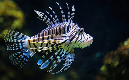 Lionfish (Pterois volitans) swimming in aquariumの素材