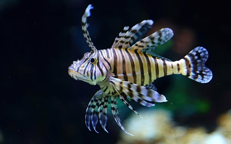 Pterois volubilis in aquarium. Zebra fishの素材