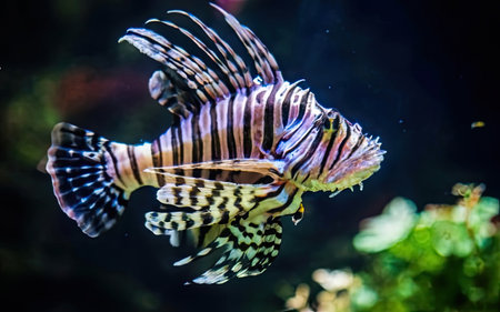 Lionfish (Pterois volitans) in an aquariumの素材