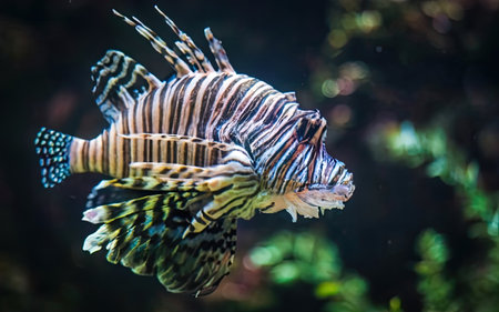 Lionfish in the aquarium. Beautiful colorful fish in the aquarium.の素材