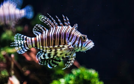 Lionfish (Pterois volitans) in an aquariumの素材