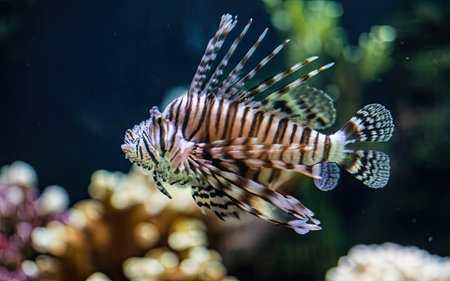Lionfish (Pterois volitans) swimming in the aquariumの素材
