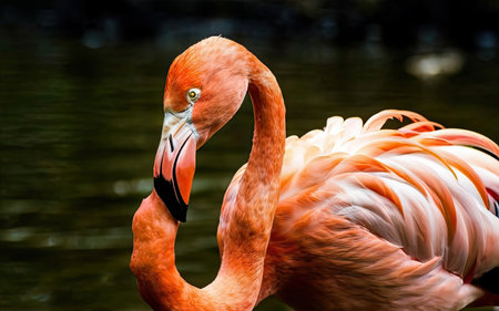 Greater flamingo, Phoenicopterus ruber, also known as the Caribbean flamingo.の素材