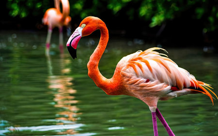 Pink flamingo in the park, Thailand. (Phoenicopterus ruber)の素材