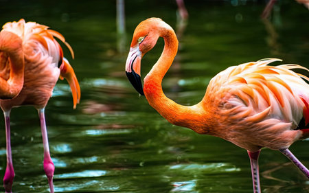 Greater flamingo (Phoenicopterus ruber)の素材