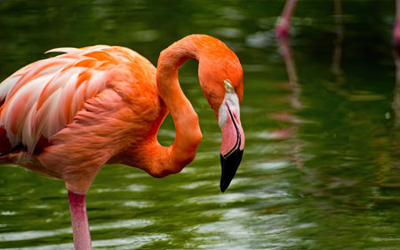 Flamingo in the water. The American flamingo (Phoenicopterus ruber).の素材