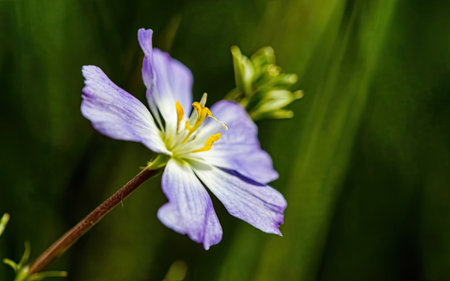 Close up of a purple flower in the meadow with green backgroundの素材