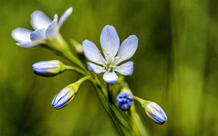 Close up of blue flowers in the meadow. Shallow depth of fieldの素材