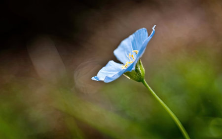Close up of a blue flax flower (Linum usitatissimum)の素材