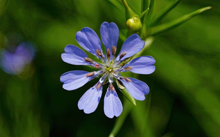 Cichorium intybus (common chicory) flowerの素材