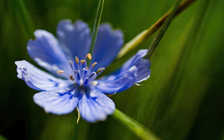 Blue flower of chicory on a background of green grass. Macroの素材