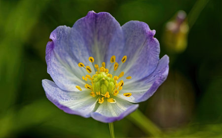 Anemone sylvestris, also known as wood anemone, is a species of flowering plant in the family Ranunculaceae.の素材