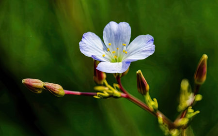 Close up of a small blue flower in the middle of a green fieldの素材