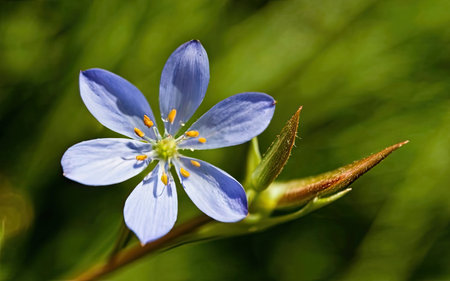 A closeup of a blue spring flower with a green background.の素材