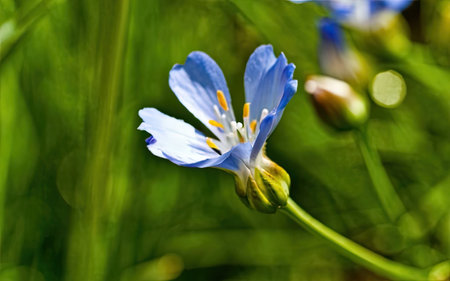 Close up of a blue flax flower (Linum usitatissimum)の素材