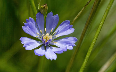 Flower of Chicory (Cichorium intybus)の素材