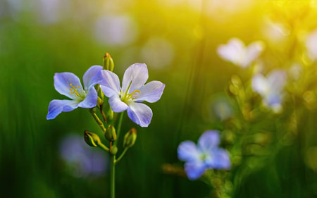 flowers on a green meadow in the rays of the sunの素材