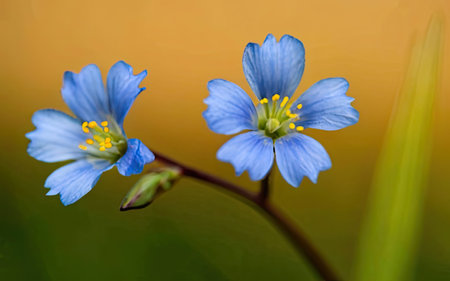 Close up of blue flowers (Linum usitatissimum)の素材