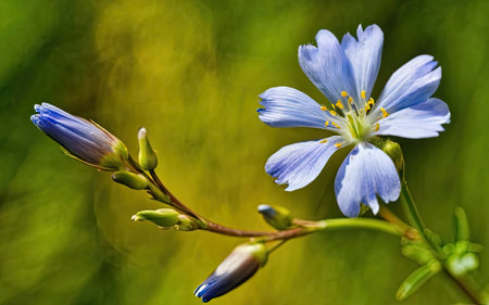 Close up of blue flax flower (Linum usitatissimum)の素材