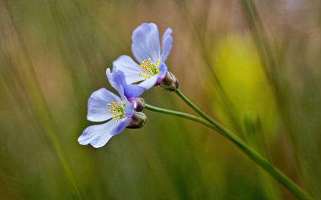 Closeup of a blue wild flower in a meadow in springの素材