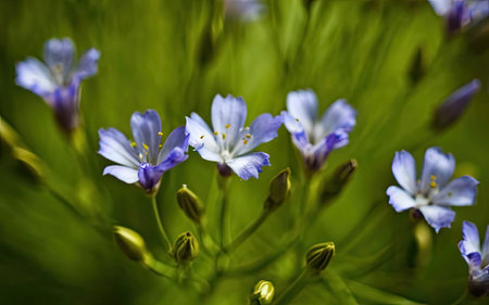 Close up of blue flowers on a meadow in springtime.の素材