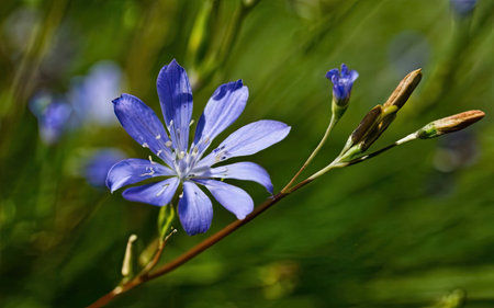 Flowers of the common chicory (Cichorium intybus)の素材